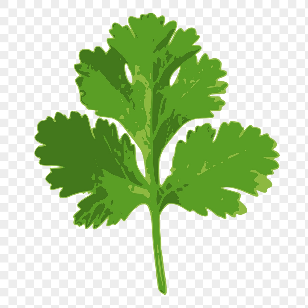 Coriander leaf png sticker, vegetable | Free PNG - rawpixel