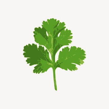 Coriander leaf sticker, vegetable illustration | Free PSD - rawpixel