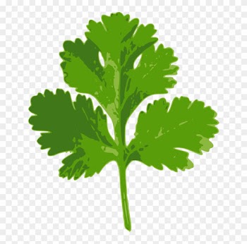 Coriander Parsley Indian Cuisine Herb Ghormeh Sabzi - Clip Art Coriander Leaf