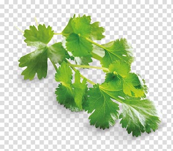 Coriander Roti Thai cuisine Dal Chutney, vegetable transparent background PNG clipart