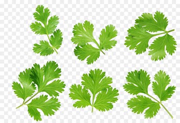 Coriander Stock photography Royalty-free - Leaves 