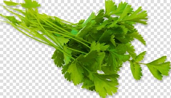 Coriander Vegetable Parsley Fines herbes Brazilian cuisine, I transparent background PNG clipart