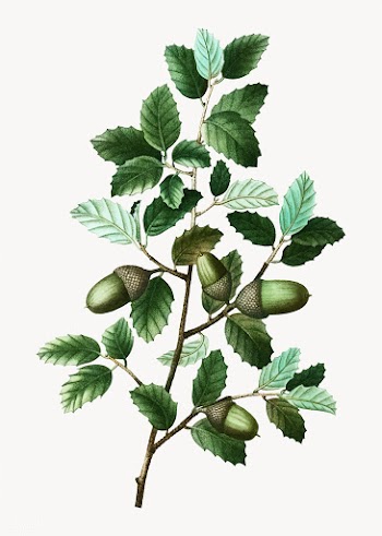 Cork oak branch | Free stock vector - 569647