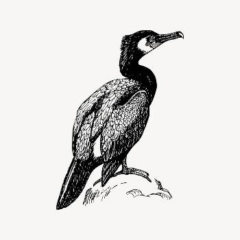 Cormorant bird clipart, drawing illustration | Free Vector Illustration - rawpixel