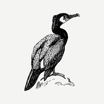Cormorant bird collage element, vintage | Free PSD Illustration - rawpixel
