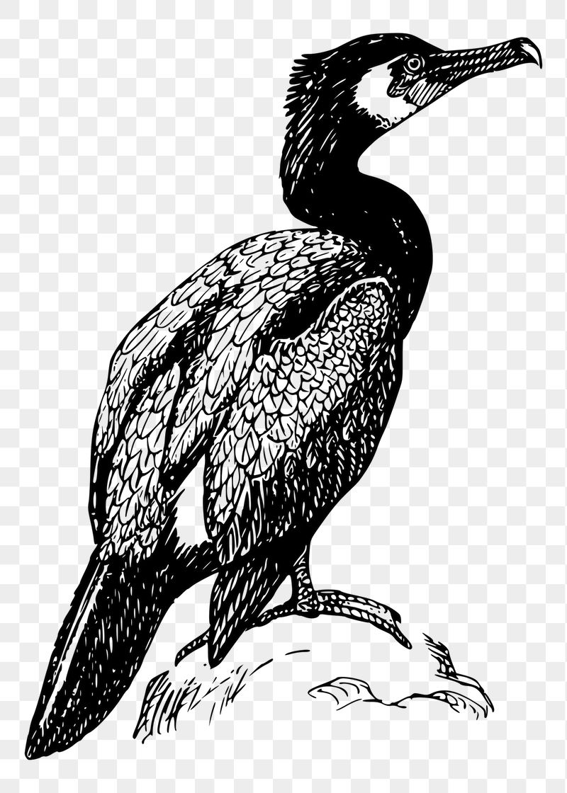 Cormorant bird png sticker illustration, | Free PNG - rawpixel