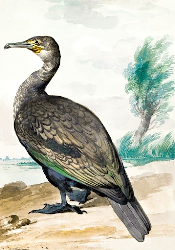 Cormorant (ca. 1720&ndash;1792) painting in… | Free public domain illustration