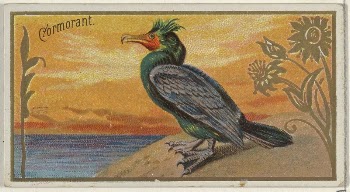 Cormorant, from the Game Birds | Free Photo - rawpixel