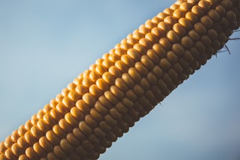 Corn
