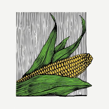 Corn clipart, vintage vegetable illustration | Free PSD - rawpixel