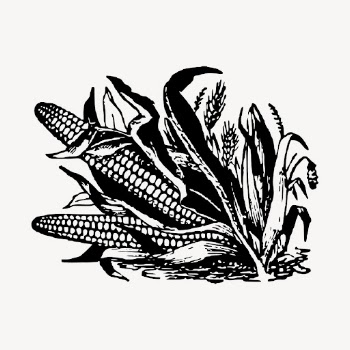 Corn clipart, vintage vegetable illustration | Free Vector - rawpixel