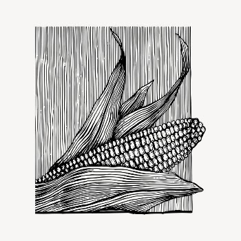 Corn clipart, vintage vegetable illustration | Free Vector - rawpixel