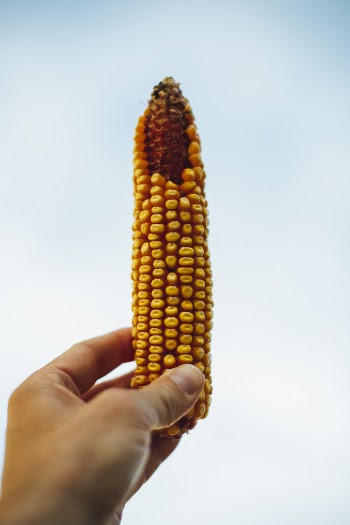 Corn Cob