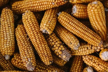 Corn cobs 