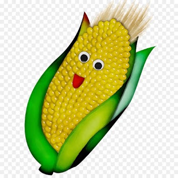 corn corn on the cob sweet corn yellow vegetable