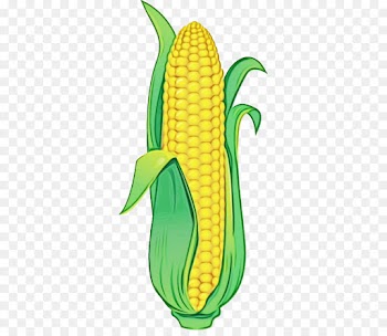 corn corn on the cob sweet corn yellow vegetarian food
