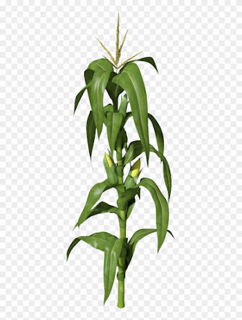 Corn - Corn Stalks Illustration