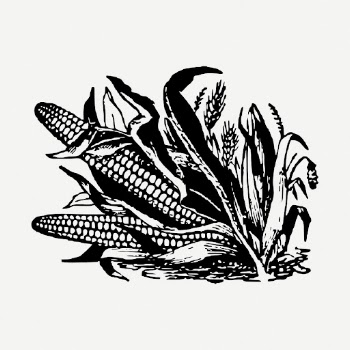 Corn drawing, vegetable vintage illustration | Free PSD - rawpixel