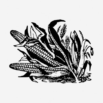 Corn drawing, vintage vegetable illustration. | Free Photo - rawpixel