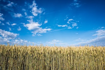 Corn Field at Daytime