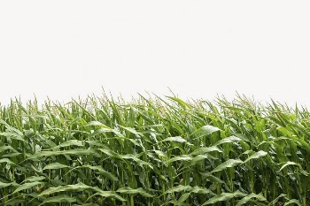 Corn field background, beautiful environment | Free PSD - rawpixel