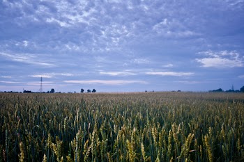 Corn field before night