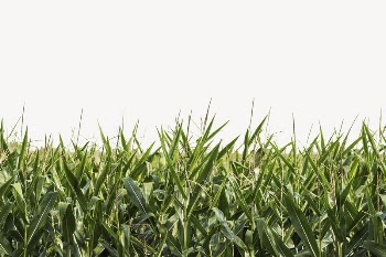 Corn field border, agriculture photo | Free PSD - rawpixel