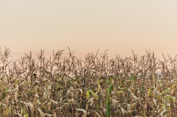 Corn Field Free Photo 