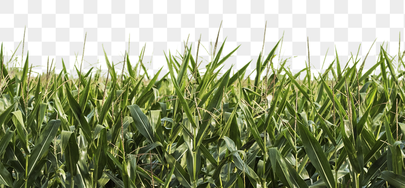 Corn field png border, agriculture | Free PNG - rawpixel