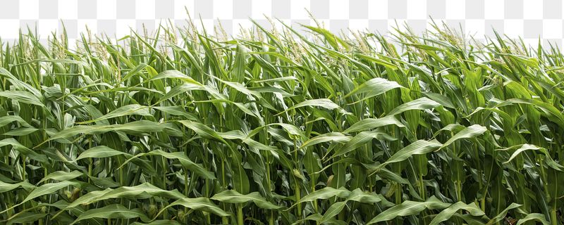 Corn field png border, environment, | Free PNG - rawpixel