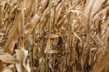 Corn In Autumn Field