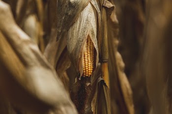 Corn In Dry Husk