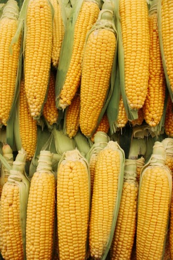 Corn on Display · Free Stock Photo