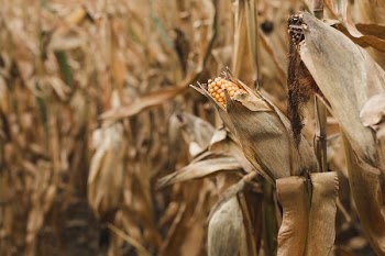 Corn On Stalk In Corn Field