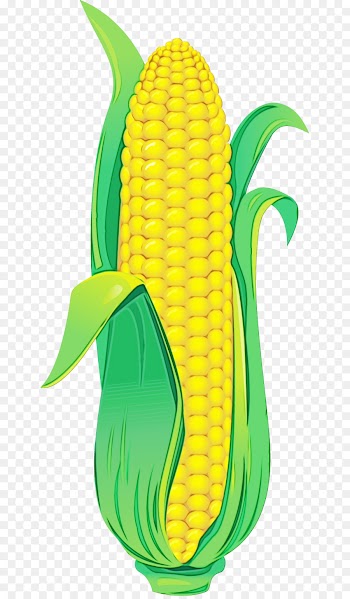 corn on the cob corn green yellow sweet corn
