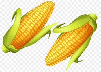 Corn on the cob Junk food Sweet corn Commodity - junk food 