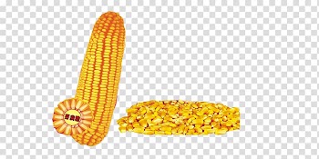 Corn on the cob Maize Corn kernel Sweet corn, Corn and corn kernels transparent background PNG clipart