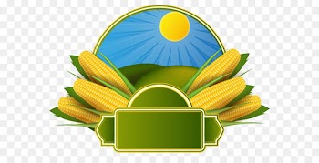 Corn on the cob Maize Corncob Clip art - MAIZE vector 