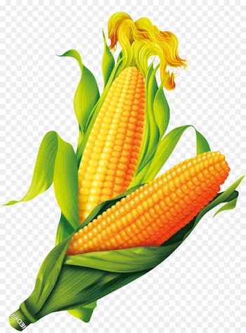 Corn on the cob Maize Gold - corn 