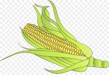 Corn On The Cob, Maize, Leaf, Sweet Corn PNG