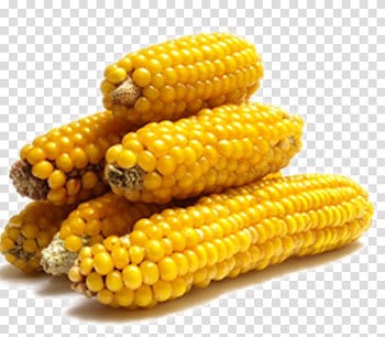 Corn on the cob Maize Popcorn Kebab Vegetable, corn transparent background PNG clipart