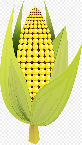 Corn On The Cob, Maize, Sweet Corn, Yellow, Plant PNG