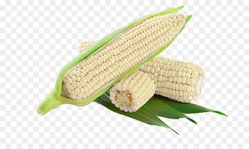 Corn on the cob Maize Waxy corn Corncob - White corn cob 