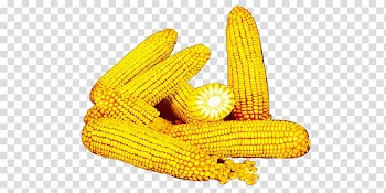 Corn on the cob Yellow Commodity, A pile of corn transparent background PNG clipart