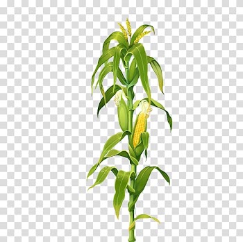 Corn plant , Maize Corn on the cob Plant Drawing , Maize corn stalks corn leaves transparent background PNG clipart