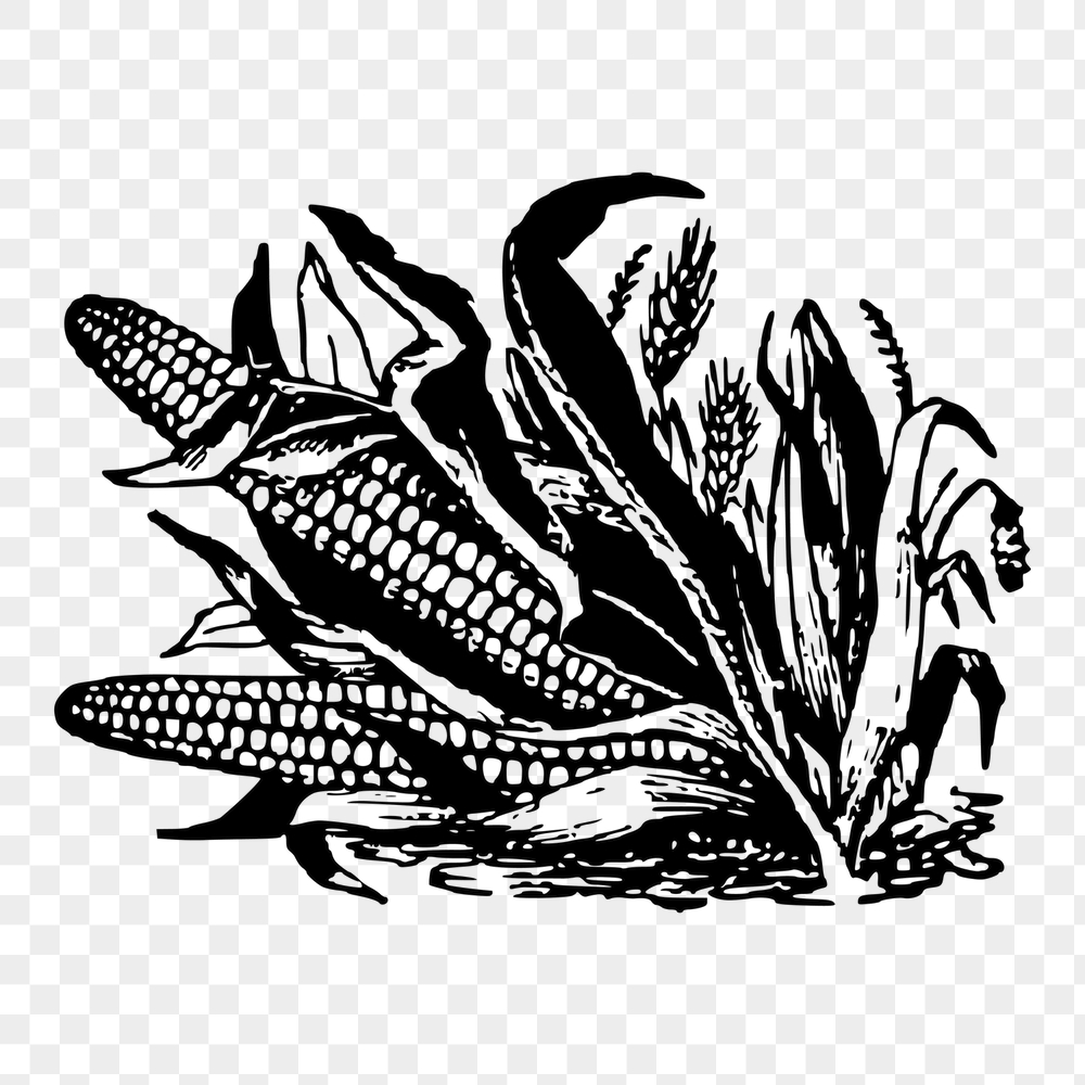 Corn png sticker, vegetable vintage | Free PNG - rawpixel