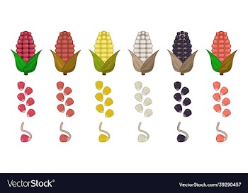 corn set icon flat ilustrations