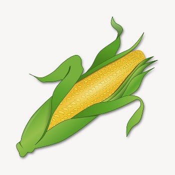 Corn, vegetable clipart, illustration vector. | Free Vector - rawpixel