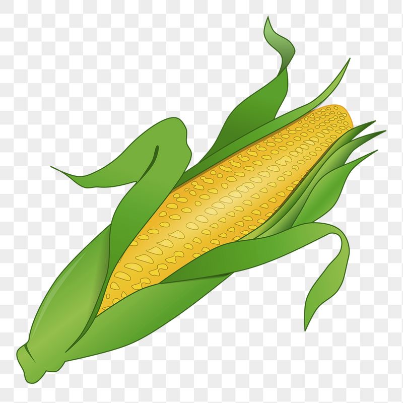 Corn, vegetable png sticker, transparent | Free PNG - rawpixel