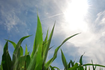 Corn081107__5_.JPG